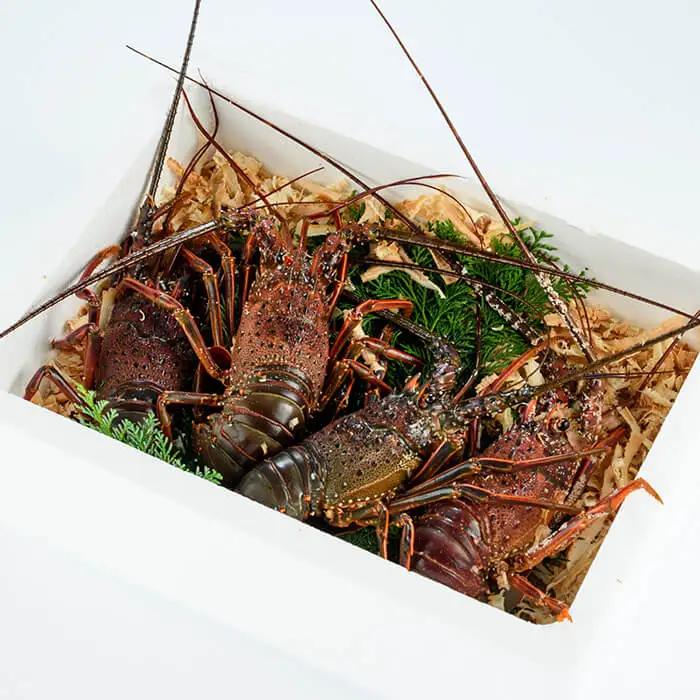 ＜期間限定＞大分県産 伊勢海老 (計1kg・約2～5尾) エビ えび 海老 刺身 魚介 海鮮 【opba010】【海べ】