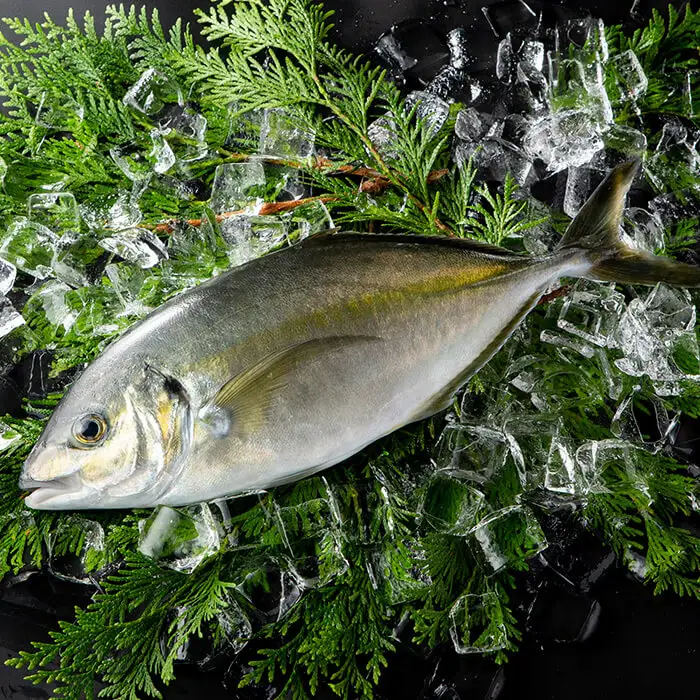 鮮魚 シマアジ (1本・約1kg) 鯵 アジ あじ しまあじ 獲れたて 神経締め 塩焼き 刺身 魚介 海鮮 【opba011】【海べ】