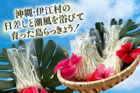 【期間限定発送】 島らっきょう 生 皮むき 250g 2袋 計 500g