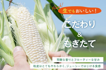 BJ453【令和9年度出荷分】 とうもろこし スイートコーン ホワイト 2L〜3Lサイズ 4本〜5本 約2kg