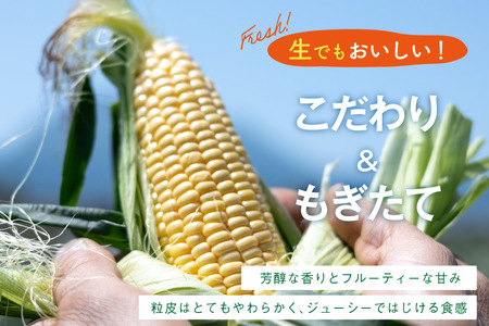 BJ454【令和9年度出荷分】 とうもろこし スイートコーン イエロー 2L〜3Lサイズ 4本〜5本 約2kg