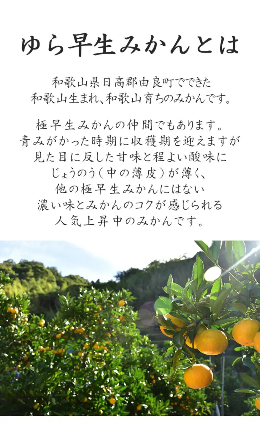 訳あり 極早生みかん ゆら早生 2S・3S混合 5kg 和歌山みかん