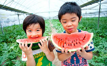 ＜ R8年熊本地震復興支援 ＞植木産 すいか Lサイズ 1玉 【2027年4月下旬～6月下旬迄順次発送予定】 スイカ 西瓜 果物 くだもの フルーツ