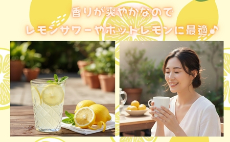 ご家庭用アレンユーレカ種レモン1.5ｋｇご家庭用 サイズお任せ 今が旬 農園直送 れもん 人気 数量限定 先行予約 柑橘 愛媛みかん かんきつ 国産 愛媛県