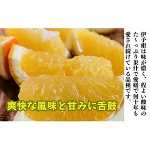 いよかん約1.5kg　ご家庭用訳あり伊予柑 東温市産 サイズお任せ 今が旬 農園直送 みかん 人気 数量限定 先行予約 柑橘 蜜柑 ミカン 愛媛みかん かんきつ 国産 愛媛県