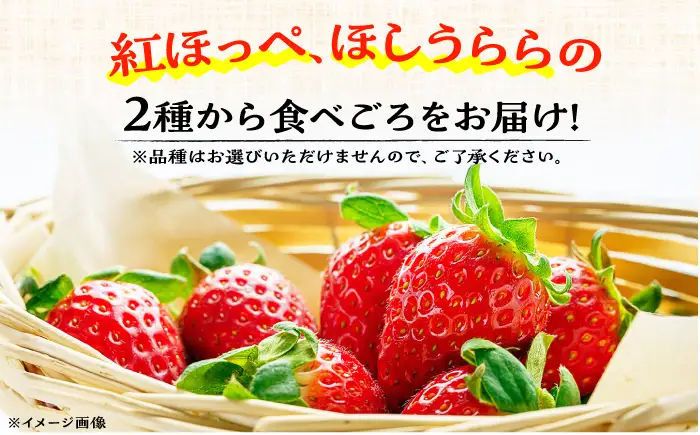 【先行予約】【数量限定40セット】島野農園のいちご（400g×1パック） 紅ほっぺ ほしうらら 【島野農園】[AKHV001]