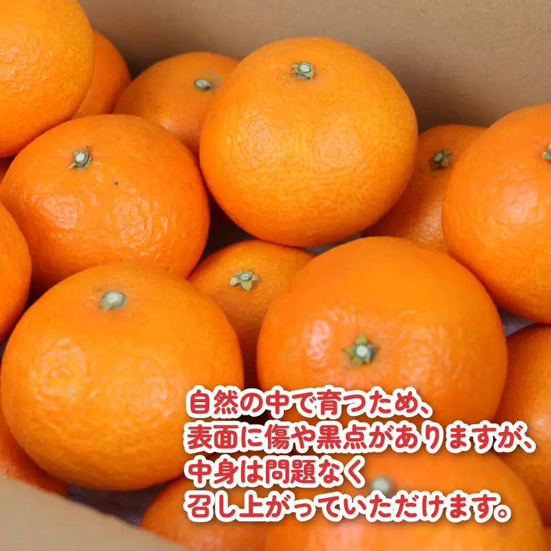 【紅まどんなと同品種】 まどんな 愛果28号 約3kg こうの果樹園 B010-182004