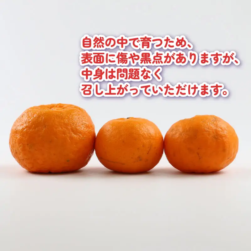 【ポンカン】冬の柑橘 ポンカン 5kg こうの果樹園 B010-182005