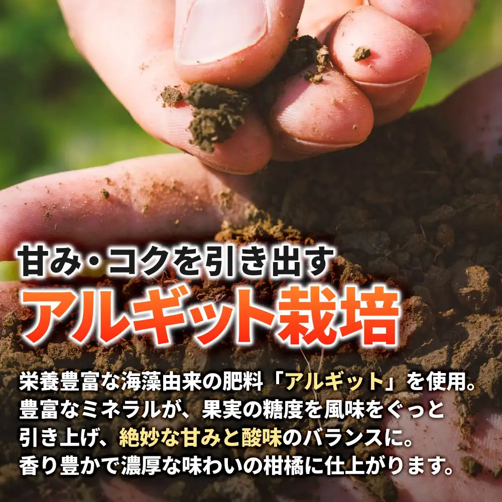 タカじいの 有田 みかん 5kg （良品 サイズおまかせ2S～2L） / 温州みかん 有田みかん 甘い 家庭用 和歌山 柑橘 ※11月順次発送【krs004-c-5-11C】