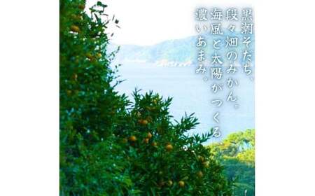  有田 みかん ご家庭用 サイズ混合 5kg / 有田みかん 温州みかん 甘い 家庭用 和歌山 柑橘 5kg ※2026年10月上旬～2027年2月上旬に順次発送【krt004-c-5A】