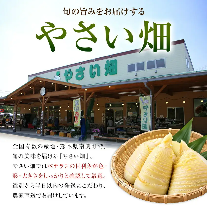 【先行受付】やさい畑の朝堀りたけのこ 2.5kg予約 《3月中旬-4月中旬頃出荷》 熊本県 南関町産 春 筍