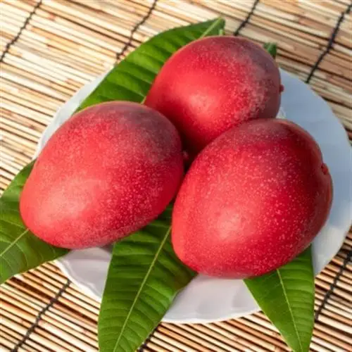 【2027年7月から順次発送・化粧箱】JAおきなわが厳選したアップルマンゴー2kg(3～6玉)【配送不可地域：離島】【1681769】