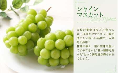 訳あり シャインマスカット 訳あり大粒ぶどう３種セット シャインマスカット約1.8kg 【nisfarm013-02】