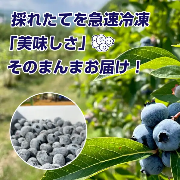 【先行予約：2026年8月中旬以降発送】【余市産無農薬】冷凍ブルーベリー 残留農薬検査済み 2026年収穫_Y155-0002