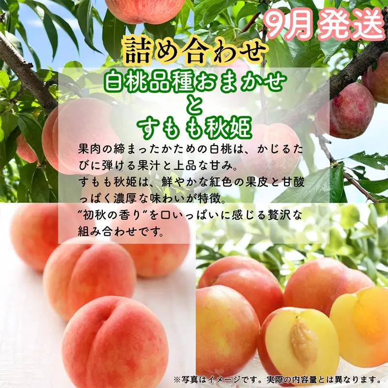 【定期便3回】山形果匠【旬のよりどり定期便】A 全3回 1回で2種味わえる楽しみ【令和8年産先行予約】FS25-089