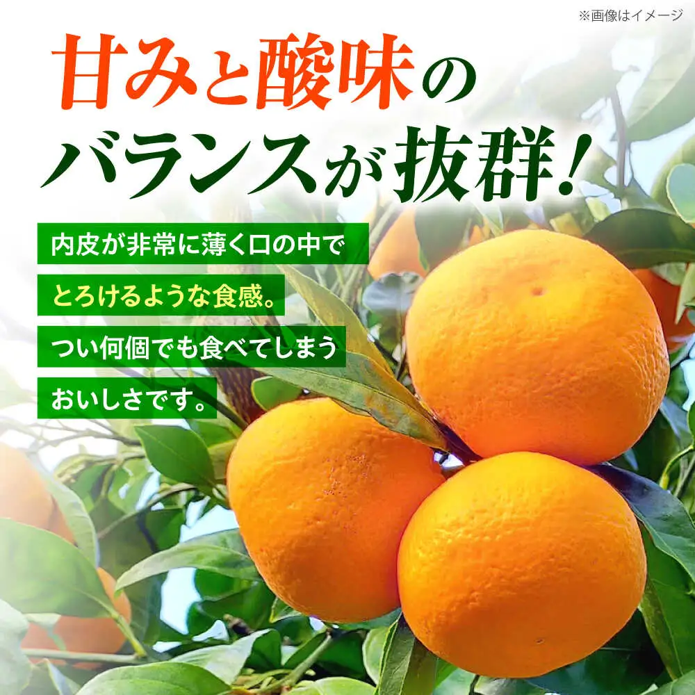【11月中旬より配送開始】 山本早生 みかん 約5kg（S,Mサイズ混合）＜濱崎ファーム＞ [CGT001] みかん