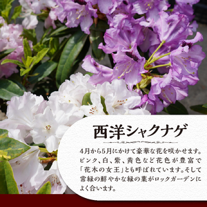 植木　シャクナゲ　0.4ｍ