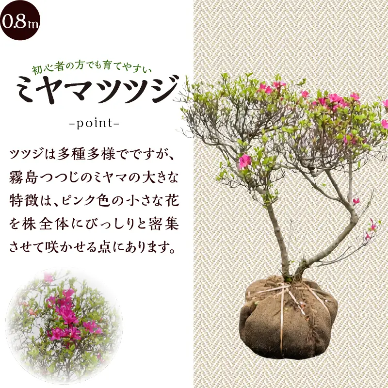 植木　本霧島ツツジ　0.8ｍ