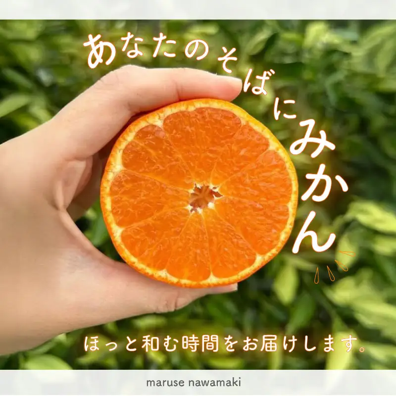 【期間限定発送】青島みかん 約 10kg  みかん オレンジ