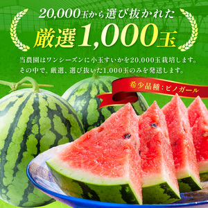 選び抜いた！小玉すいか ピノガール 2L 2玉《先行予約》2027年6月上旬頃から順次発送予定【 配送不可地域：北海道・沖縄・離島】【1246】