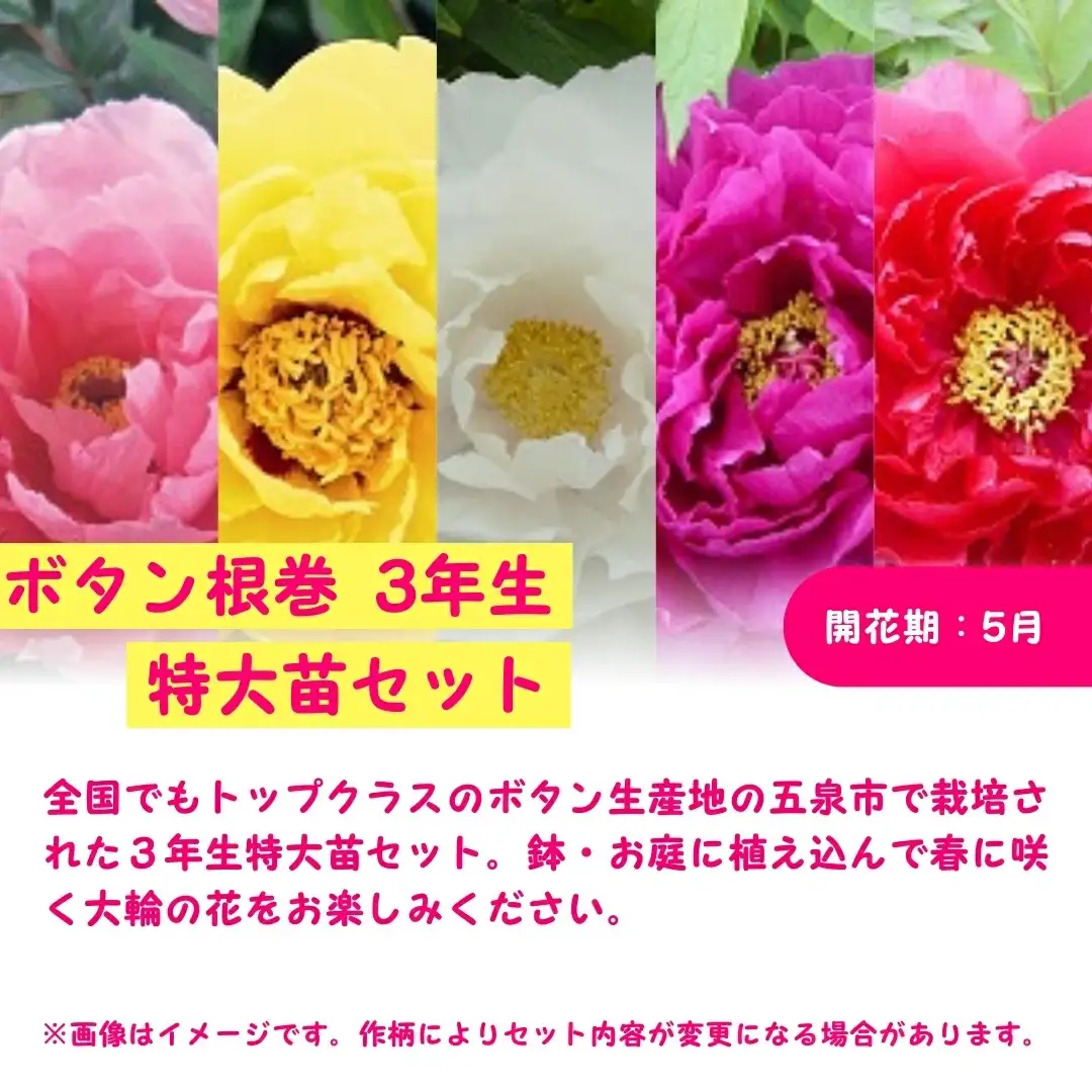 ボタン 牡丹 根巻 3年生 特大苗 2色 各1株 苗木 新潟 五泉市 期間限定