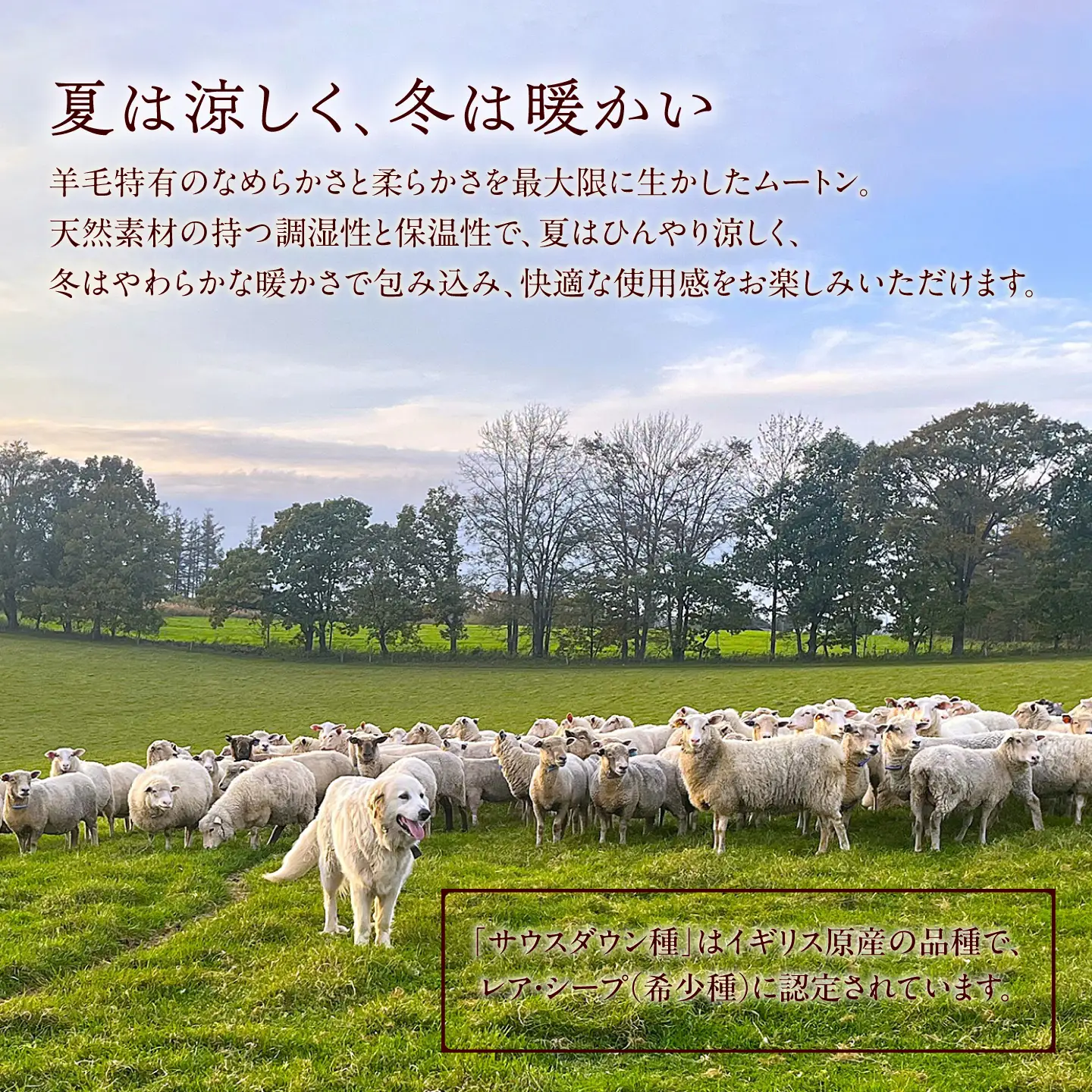 希少 有色仔羊 ムートン（天然ブラウン）約110cm《足寄町》【石田めん羊牧場】 ラグ マット [BEAD004]