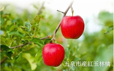 ドライフルーツ りんご 紅玉 セミドライ 7個入×2袋 新潟 五泉市 かあちゃん本舗