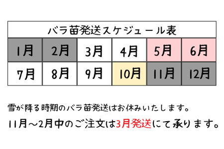 花巻温泉バラ園 オリジナル品種「ホリデー花巻」　＜2027年3月より順次発送＞【2282】