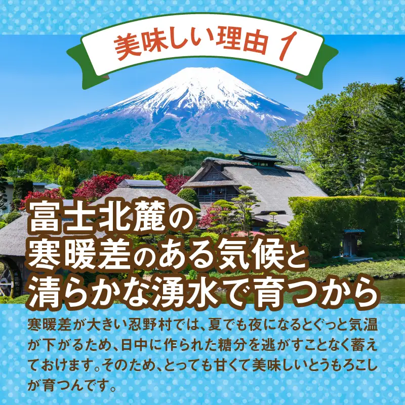 ＼＼★セレクト定期便(月3回お届け)★ 2027年先行予約／／ 富士北麓忍野村の気候、水、自然で作られた朝採りトウモロコシ（セレクト便）《約5kg 10～12本》