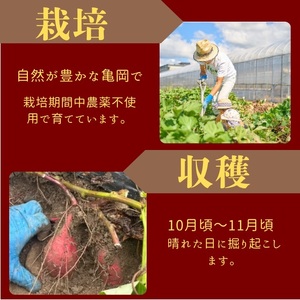 さつまいも 5kg サツマイモ 芋《訳あり》