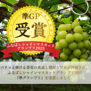 桜井農園のシャインマスカット