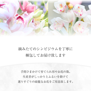 【2026年11月順次発送】 洋蘭 シンビジウム 8～10本 生花 お花 花 シンビジューム 秀品 徳島県 小松島市
