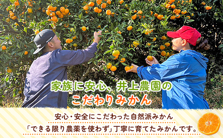 ＜温州みかん（明浜みかん） 家庭用 約2kg＞ 温州 うんしゅう みかん 蜜柑 旬 果物 フルーツ 柑橘 明浜 低農薬 ご家庭用 国産 愛媛県産 送料無料 特産品 井上農園 愛媛県 西予市【常温】『2025年11月～12月中旬迄に順次出荷』AIK0001