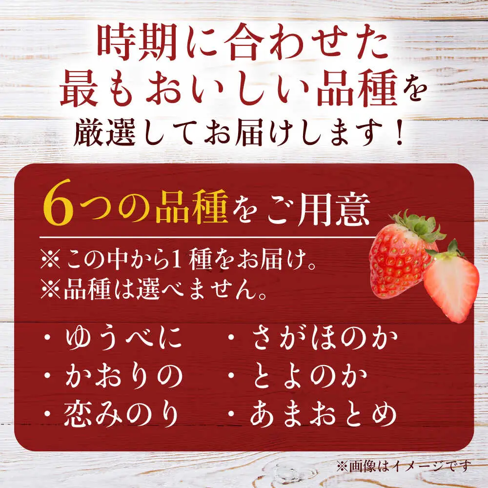 【先行予約】熊本県産いちご 約2kg（250g×8pc） イチゴ フルーツ 果物 熊本県産 熊本【日本フルーツ株式会社】[ZFJ052]