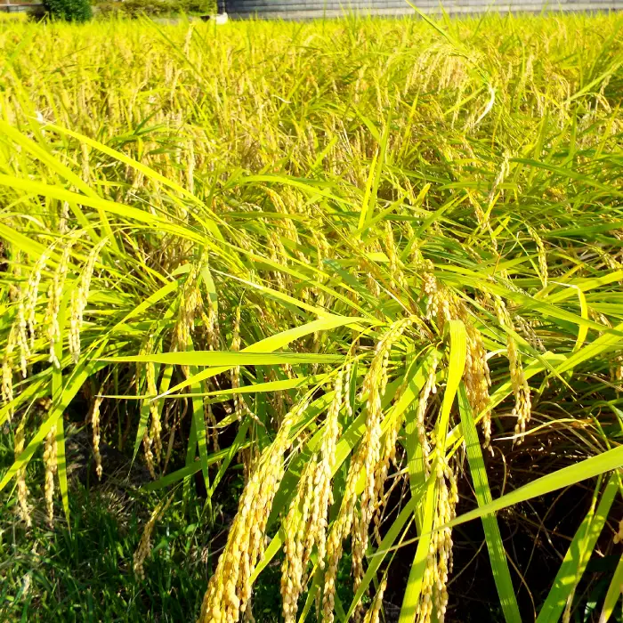 令和７年島根県産つや姫10㎏（5㎏×2袋）【令和7年産 お米 つや姫 10kg ツヤヒメ 2025年産 米 おこめ こめ 島根県産】