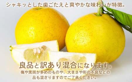 環境マイスターのパール柑 良品・訳あり混合 4kg （栽培期間中は無肥料・農薬不使用）【2027年2月上旬-4月上旬迄順次発送予定】