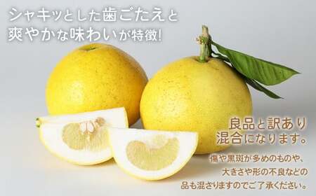 環境マイスターのパール柑 良品・訳あり混合 16kg （栽培期間中は無肥料・農薬不使用） 果物 くだもの フルーツ パール柑 柑橘 【2027年2月上旬～4月上旬迄順次発送予定】