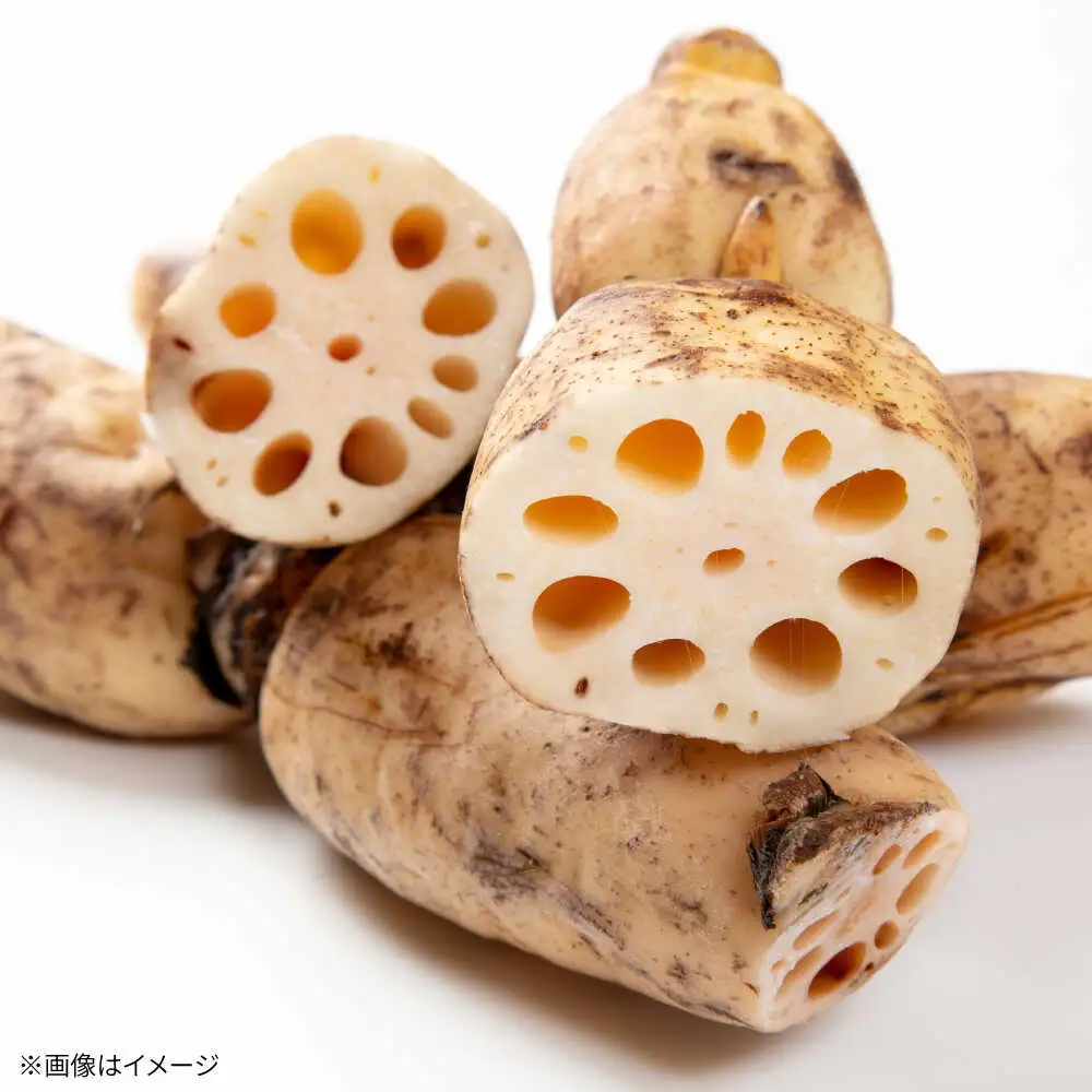 泥付きれんこん 約3kg れんこん IDK002