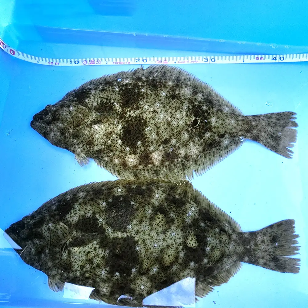 笠戸ひらめ ／ 魚 ヒラメ 鮃 ひらめ 鮮魚 刺身用 笠戸ひらめ 旬 魚介 下松 産地直送 新鮮 旨み 食感 海の幸 お取り寄せ ごちそう グルメ 家庭料理 下松市 山口県 特産品 No.003