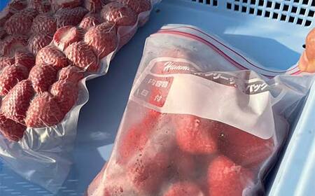 栃木のブランドとちあいか 大ちゃん農園の冷凍いちご1kg(500g×2袋) いちご イチゴ 苺 デザート フルーツ 果物 くだもの 果実 食品 F7Z-1716