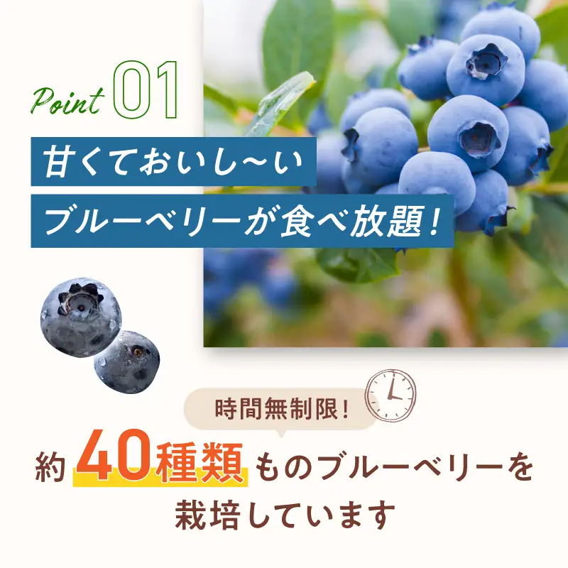 【6月～8月】 ブルーベリー狩り ペアチケット 【時間無制限・食べ放題】