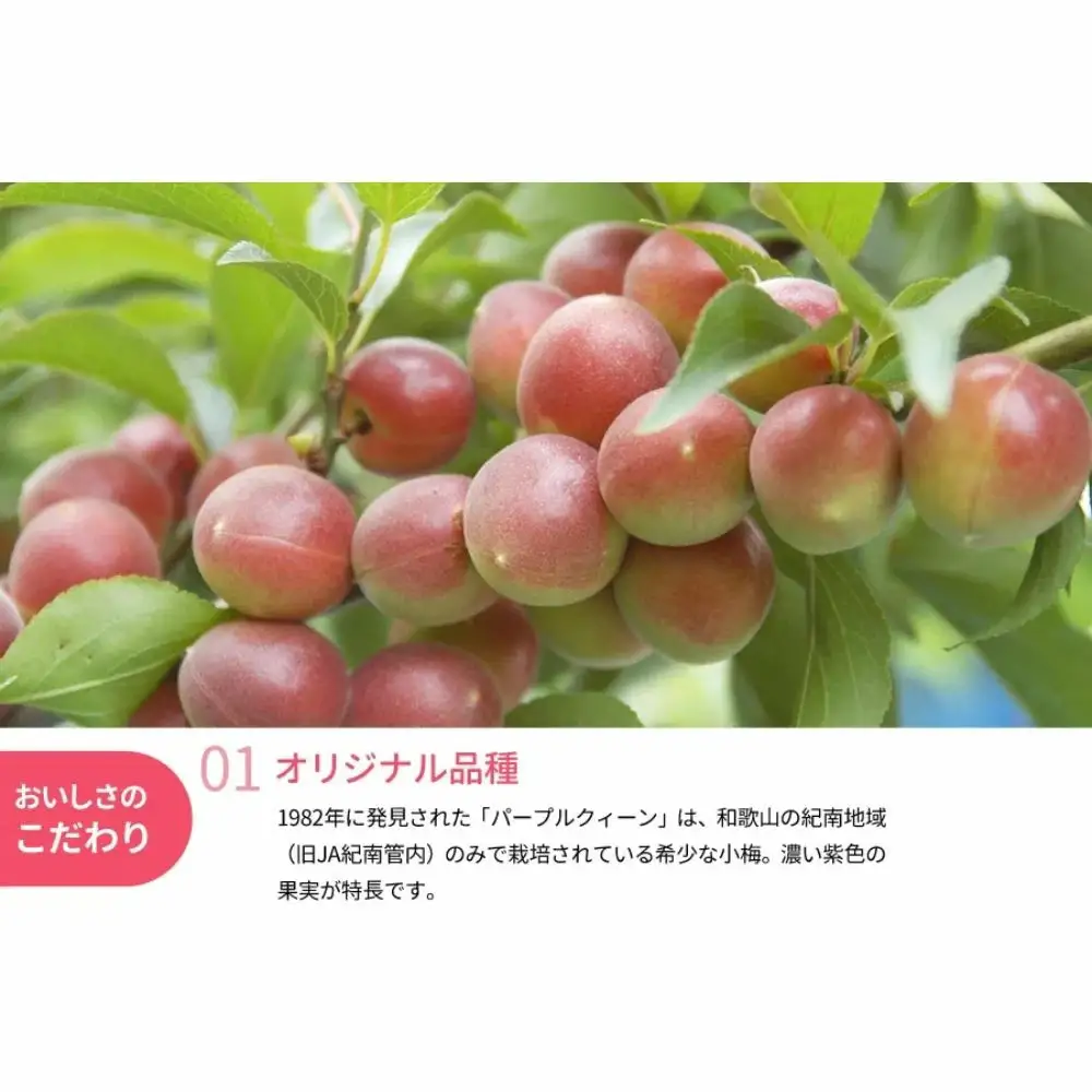 冷凍パープルクィーン 1.6kg（400g×4） / 紀州南高梅 南高梅 青梅 梅 ウメ うめしごと 紀州 梅酒 梅ジュース 梅シロップ 和歌山県 田辺市 【kng031】