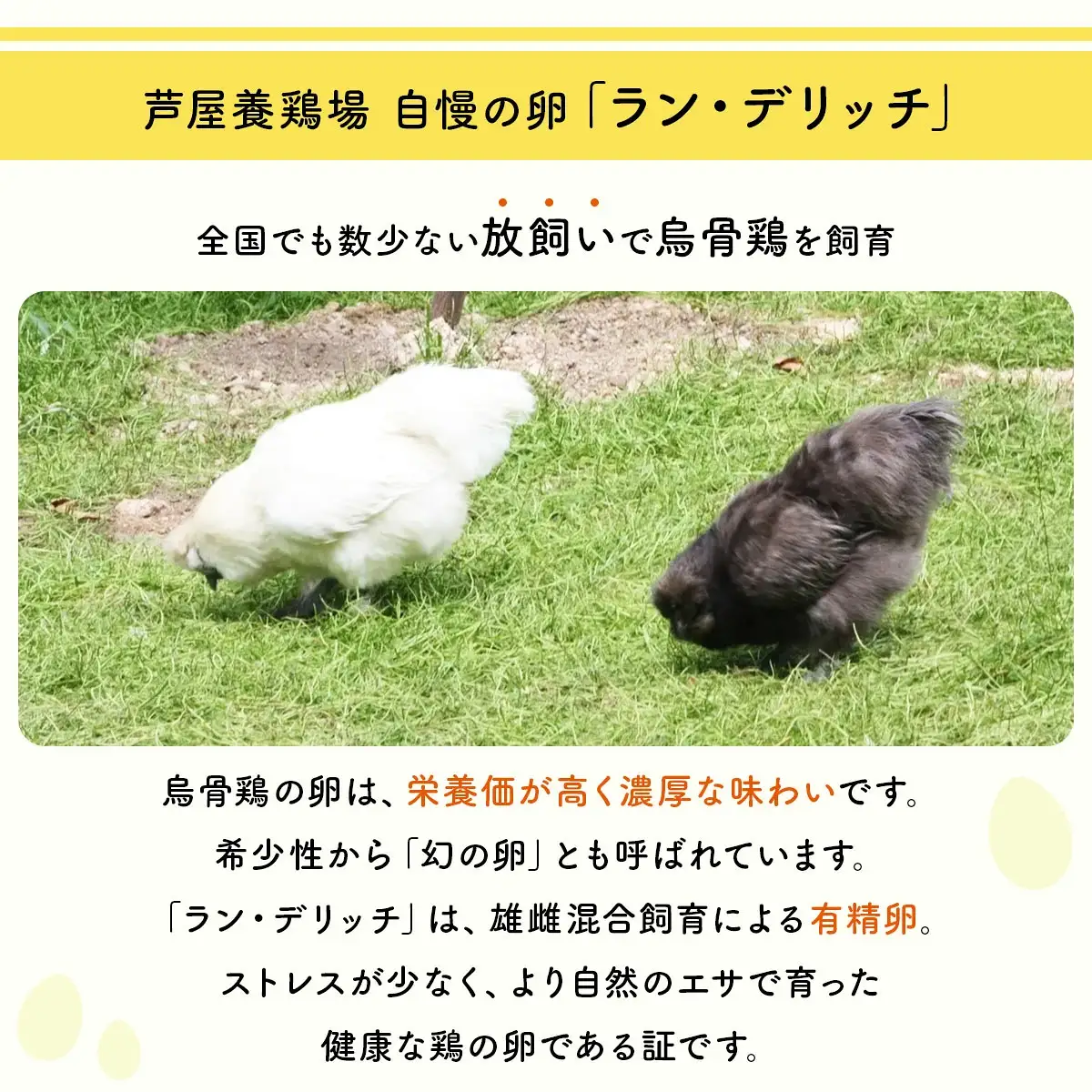 兵庫県芦屋産 放飼い烏骨鶏の有精卵『ラン・デリッチ』