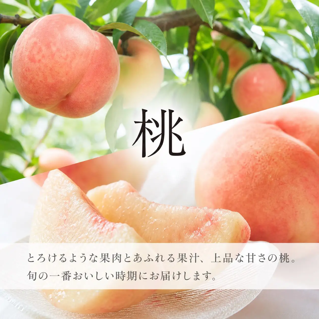 【全2回 定期便】 紀州和歌山産旬のフルーツセット（8月：桃約1.8kg・9月：梨約2kg） ［UT139］