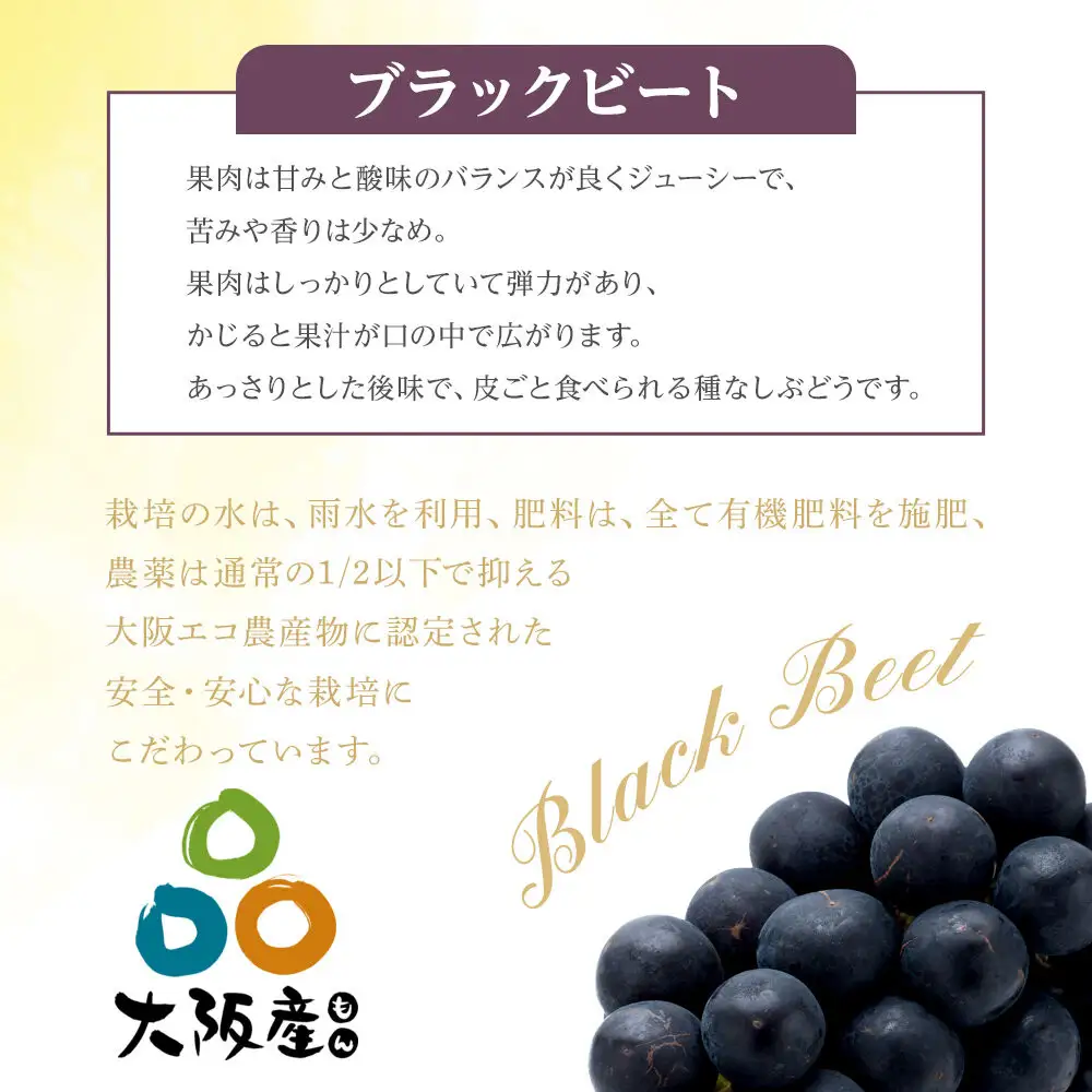 ＜2026年 先行予約8月中旬発送＞【貝塚市産】特選ブラックビート1房入り 700g以上