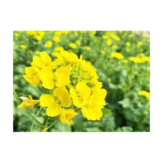 B.Bee.Honey　国産ハチミツ100%（菜の花）500g