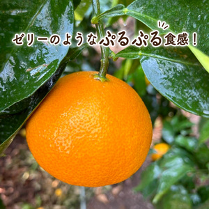 【訳あり】 愛果28号 約5kg 【2026年12月上旬頃から順次発送】 | 愛媛果試第28号 あいか 愛果28号 みかん 柑橘 アイカ 先行予約 ミカン かんきつ 果物 フルーツ おすすめ 蜜柑 送料無料 愛媛県 松山市【YSN001】