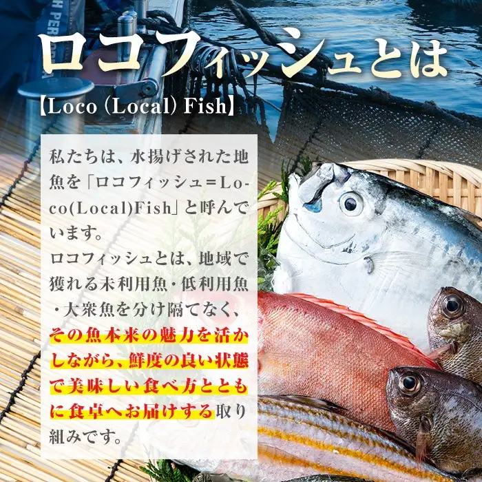 【A78005】ロコフィッシュ 地魚 下処理済 鮮魚 ボックス 約2～3kg 発泡スチロール包装 鮮魚BOX 【昌徳丸】