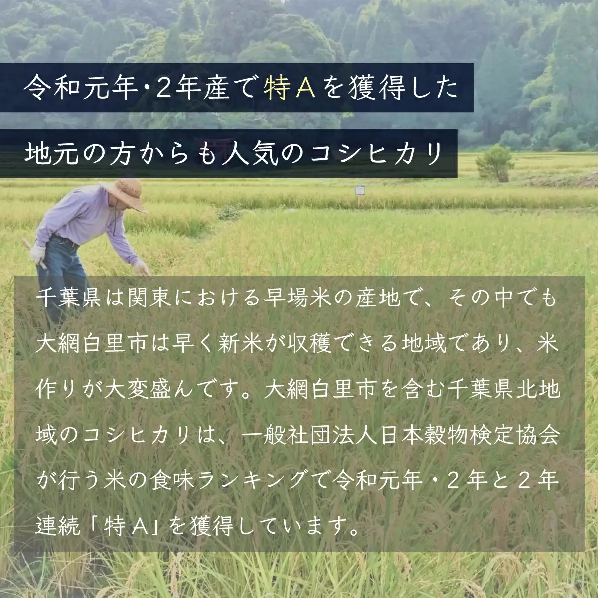 新米 令和8年産 千葉県産「ふさこがね」5kg（5kg×1袋） A061