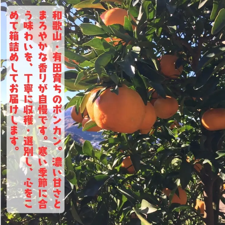極甘 柑橘 特撰 濃厚 ポンカン 5kg+200g(傷み補償分) ｜ みかん 蜜柑 柑橘 果物 フルーツ くだもの 果実 国産 和歌山県 晩柑